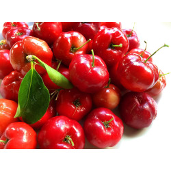 Narcissa Acerola Powder - Detox Superfood